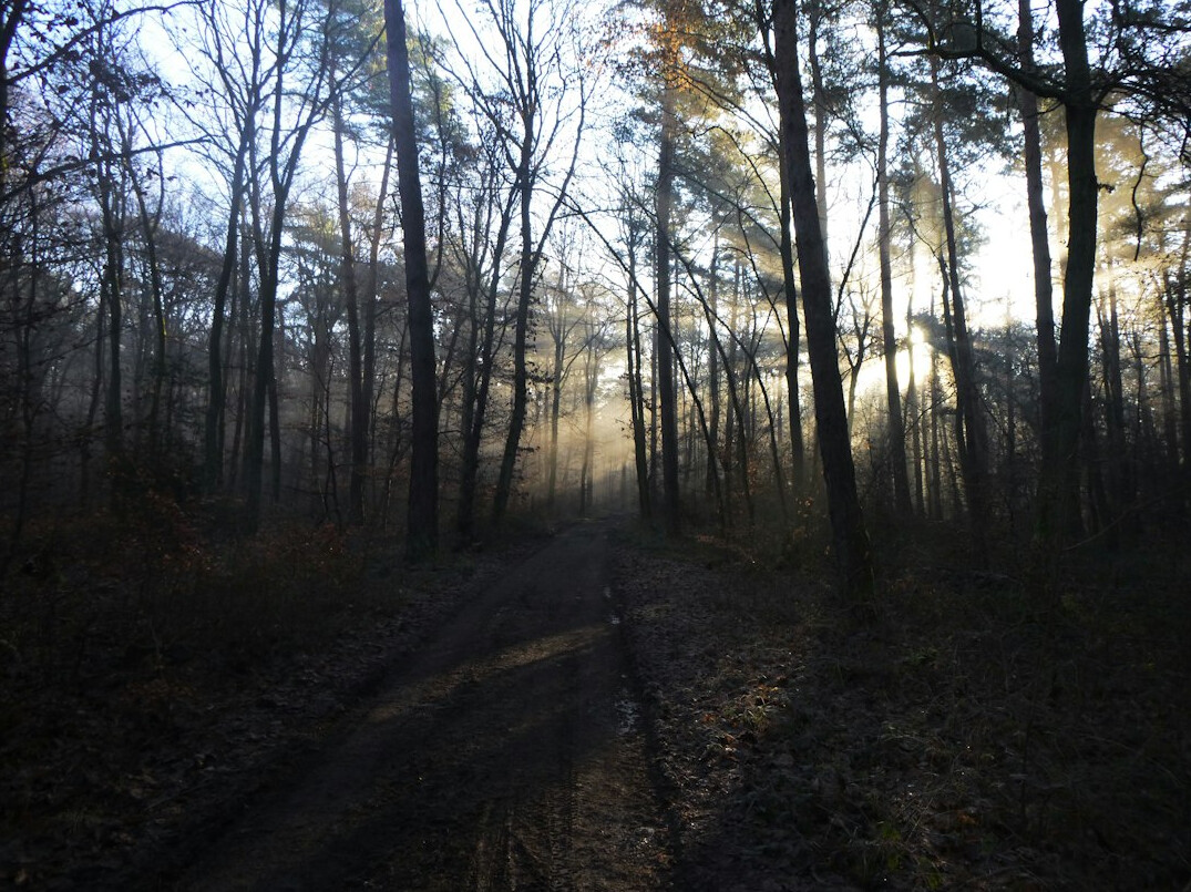 Foggy forest path in the morning light